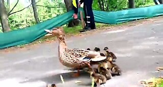Funny duck family crossing a busy street in Cologne