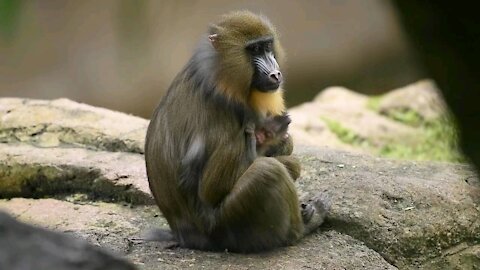 Unique breed of Baboons