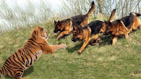 Tiger Play game with dog