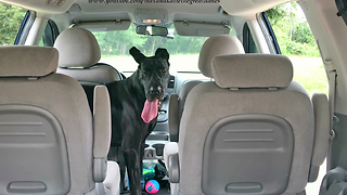 Happy Great Dane Wants To Go For a Car Ride