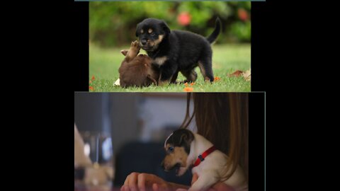 |cute dogs||animals|cute puppies||