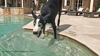 Great Dane Enjoys Relaxing Pool Side with a Drink