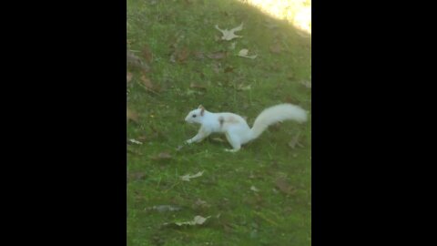 White Squirrel