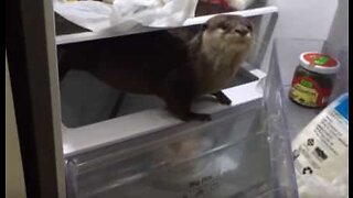 Mischievous otter looks for food in the fridge