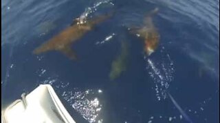 Fiskere i Australia møter en stim med haier