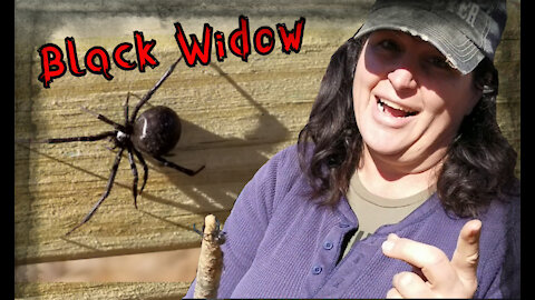 The Black widow