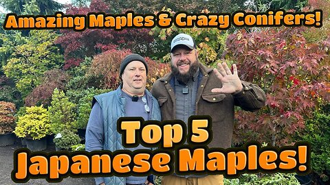 Charlie Morgan of Amazing Maples Top 5 Japanese Maples!
