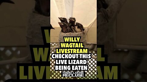 Willy Wagtail Feeds a Live Lizard to its offspring | HLR Livestream Highlight
