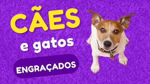 Animais engraçados e fofos - Cães e gatos engraçados