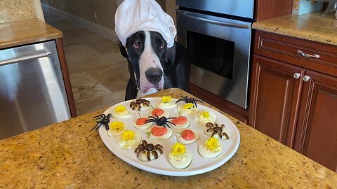 Chef Great Dane Checks Out Spooky Spider Halloween Deviled Eggs