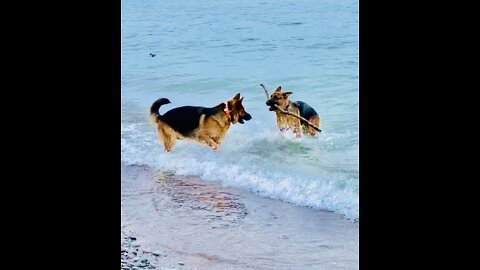 German Shepherd Puppies Play at Wicklow Beach, Lake Ontario