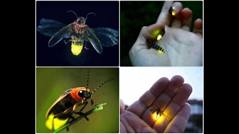 beautiful fireflies