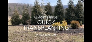 Quick Transplanting