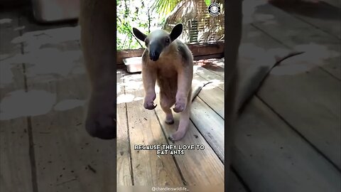 Tamandua 🦥 The Adorable Anteater!