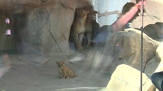 Denver Zoo's lion cub makes his public debut