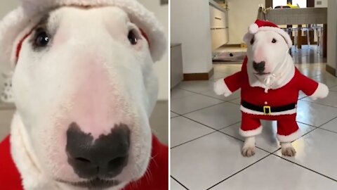 Dog in Santa Costume - Funny Bull Terrier in Christmas Costume