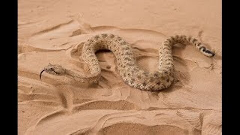 Dubai desert snake Cerastes