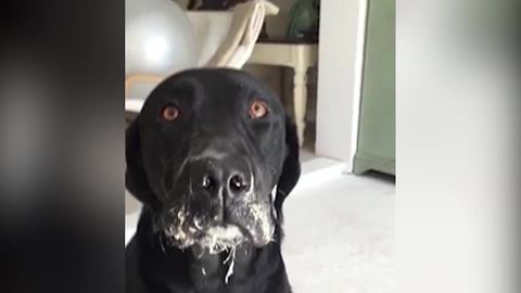 Cute Black Labrador Makes A Mess With Protein Powder