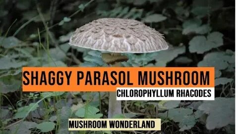 Shaggy Parasol Mushroom - Identify and Forage