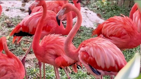 Flamingos spotted on various Florida beaches after Hurricane Idalia
