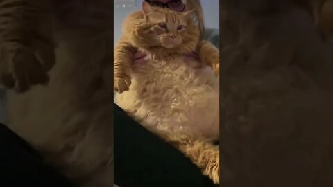 You Know You Want to Rub It!😹 - [try hard not to Laugh] 😂 - Funny Cat Video