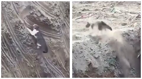 Unbelievable Cat attempts to climb a vertical mud slope