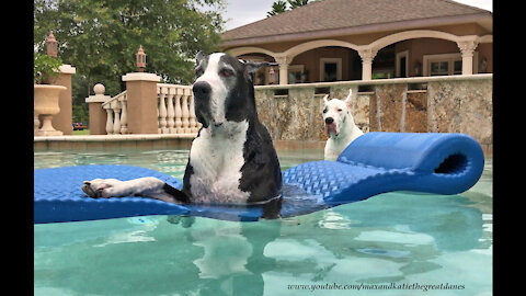 Great Danes chill out on floatie before Florida