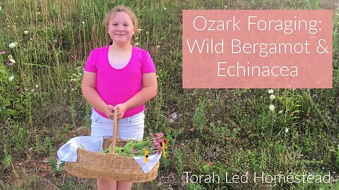 Ozark Foraging: Echinacea & Wild Bergamot (Bee Balm) in NW Arkansas