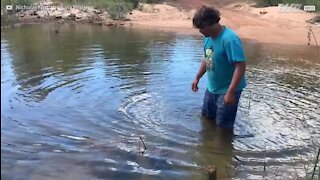 Un homme attrape un crocodile d'eau douce à mains nues