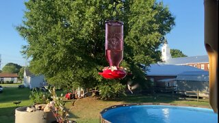 GIANT YELLOWJACKET vs hummingbird