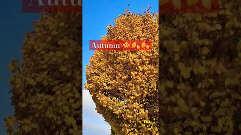 Autumn 🍂🍁 in Madrid, Spain