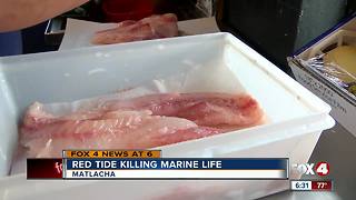 Red tide's affect on marine life