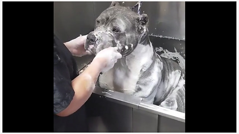 Check Out This Big Bulldog Enjoying His Bath Time