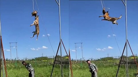 The Best Malinois dog jumping Episode #5