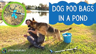 Cleaning up Dog Poop Bags in a Pond with my German Shepherd