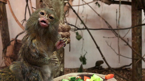 Pygmy Marmoset eats meal in front of spectators