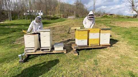 Splitting The Beehives