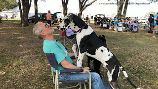 Funny Great Dane Puppy Meets a Poodle at a Dog Show