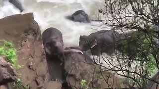 Six elephants fall to their death trying to save each other at a Thai waterfall