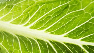 Heads Up: The CDC Says Romaine Lettuce Is Safe To Eat Again
