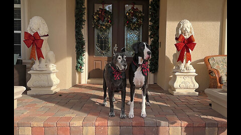Great Danes Easily Distracted While Posing For Christmas Photos