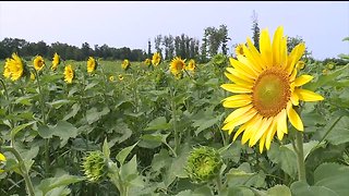 Maria's Field of Hope returning to Avon location this summer