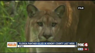 Panther found dead along road in Hendry County last week