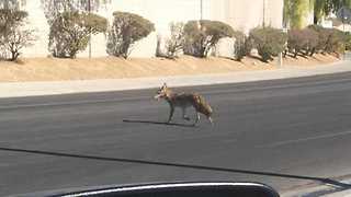 Coyote sightings have home owners worried