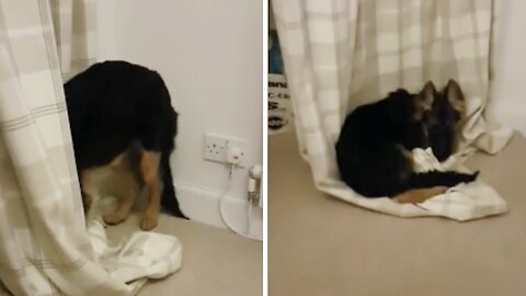 Puppy Nearly Destroys Curtains Trying To Snuggle Them