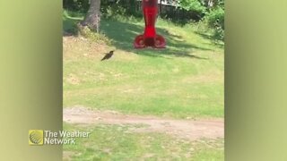 Hummingbird dances around feeder taking a sweet sample