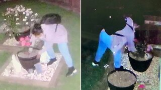 Mysterious Lady Caught On Camera Stealing From People Garden