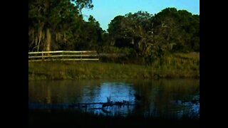 Black Bellied Whistling Ducks. Venus Ranch. Venus, Florida