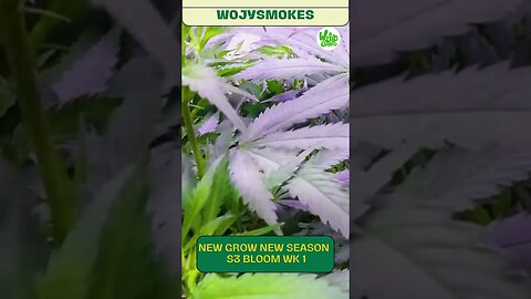 8 New Grow New Season S3 Bloom Wk 1