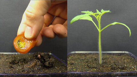 Growing Tomato Plant From Tomato Slice Time Lapse